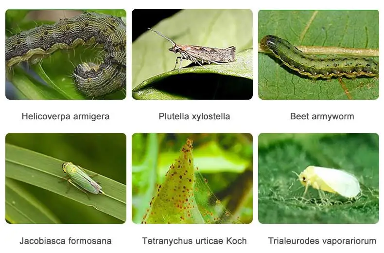 Pyriproxyfen Pyriproxyfen