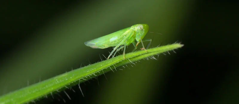 Acetamiprid 