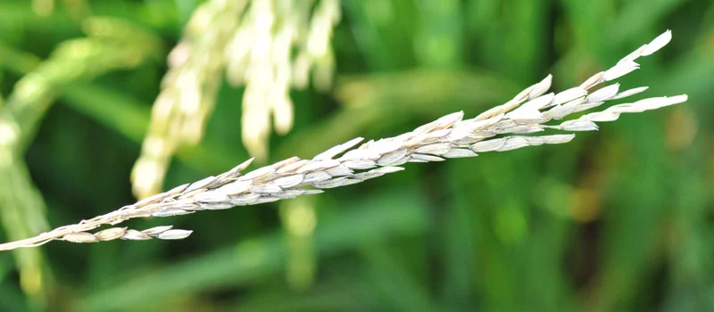 Triazophos Triazophos