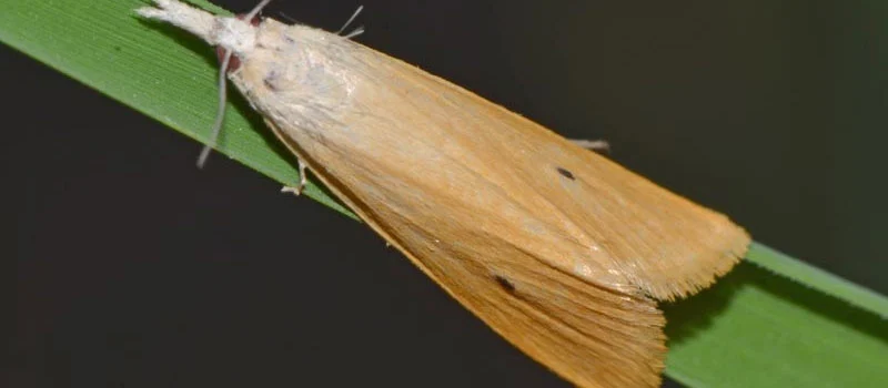 Fosthiazate Fosthiazate