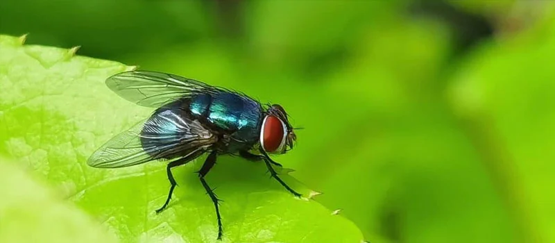 Azamethiphos Azamethiphos