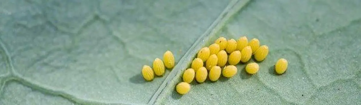 Bacillus Thuringiensis Powder Bacillus Thuringiensis Powder