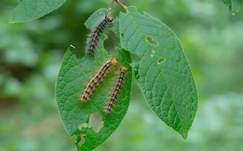 Emamectin Benzoate Technical 95% Emamectin Benzoate Technical 95%