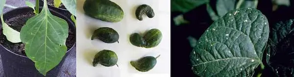 Acetamiprid Acetamiprid