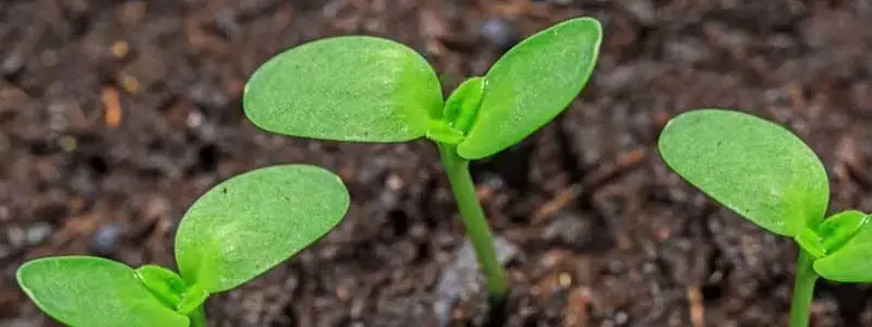 GA3 Gibberellic Acid