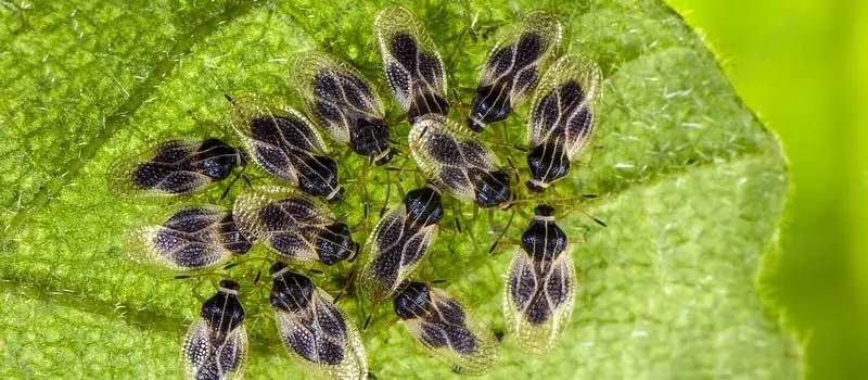 Pymetrozine 40% dinotefuran 20%WG