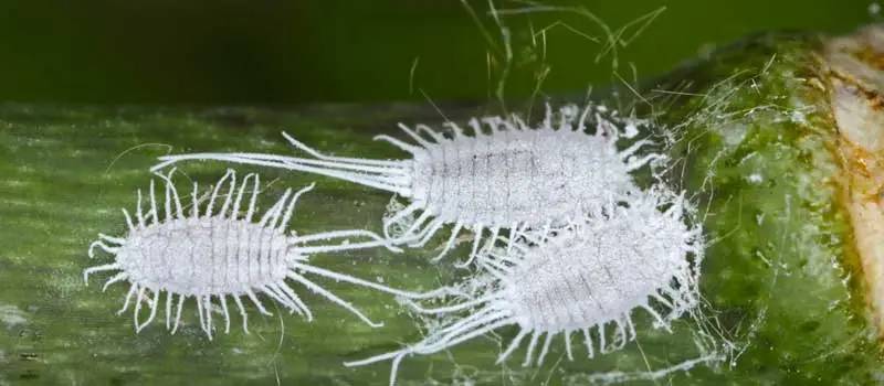 Chlorantraniliprole 18.5SC