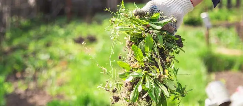 fenoxaprop-p-ethyl fenoxaprop-p-ethyl