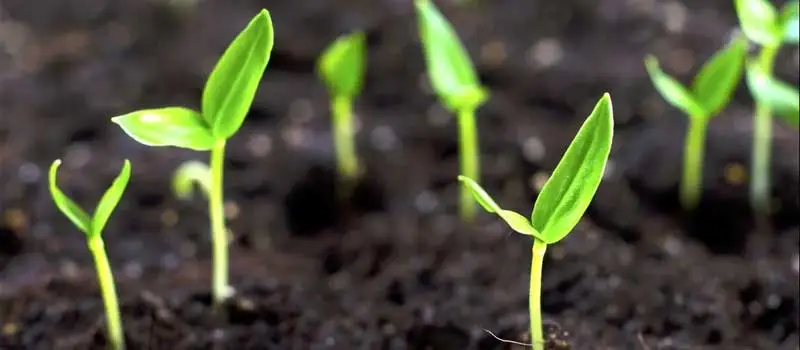 GA3 Gibberellic Acid