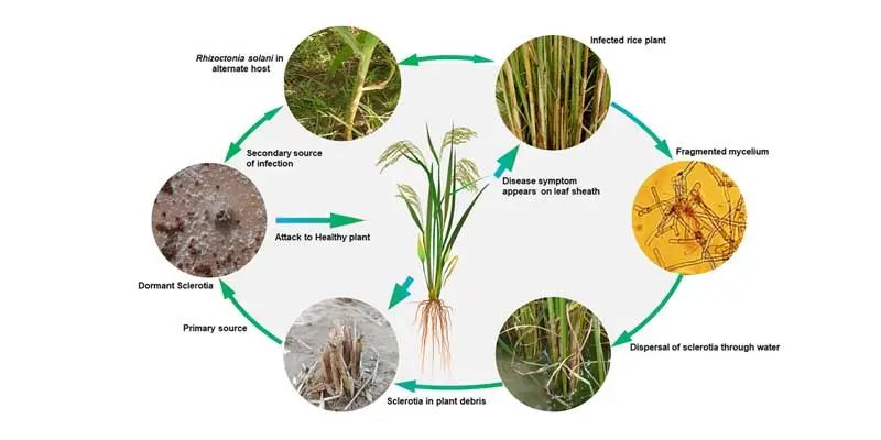 Hexaconazole Hexaconazole