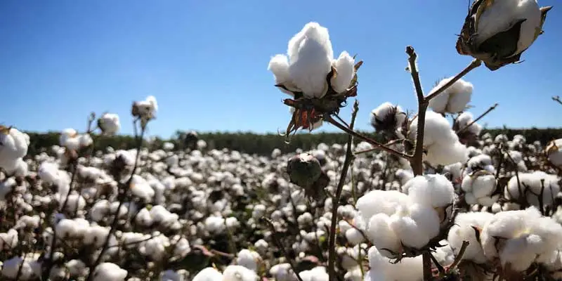 Chlormequat chloride