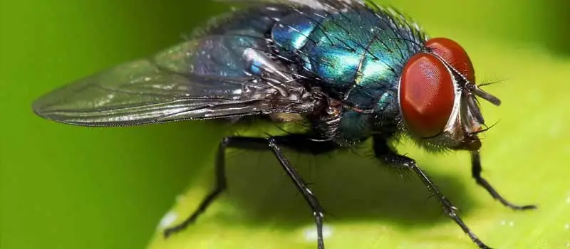 Fly Killer Fly Killer