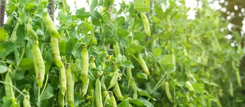 chlormequat chloride chlormequat chloride