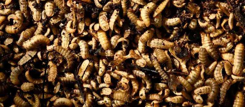 fly killer powder fly killer powder