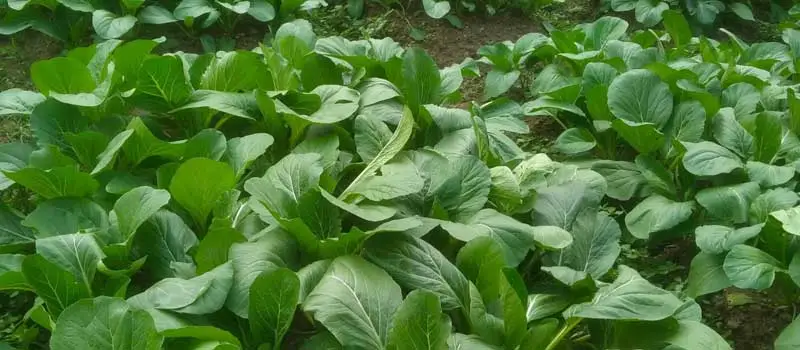 ga3 gibberellic acid ga3 gibberellic acid