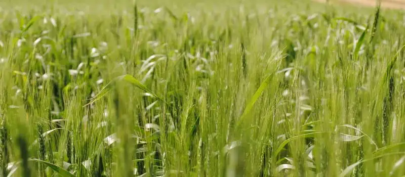 Fenoxaprop-p-ethyl Fenoxaprop-p-ethyl