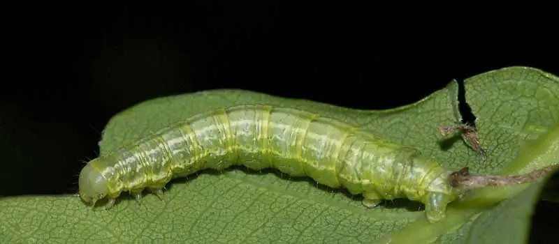 Pirimiphos-Methyl Pirimiphos-Methyl