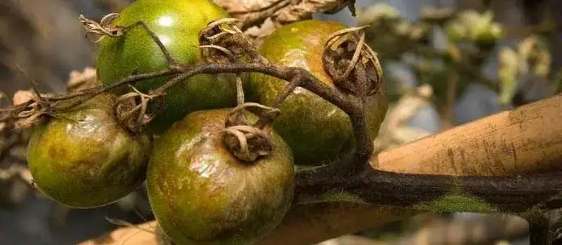 Copper Oxychloride Copper Oxychloride