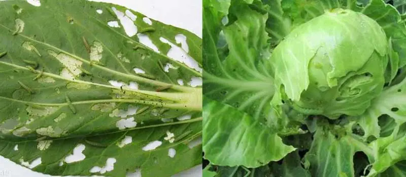 Thiocyclam Hydrogen Oxalate