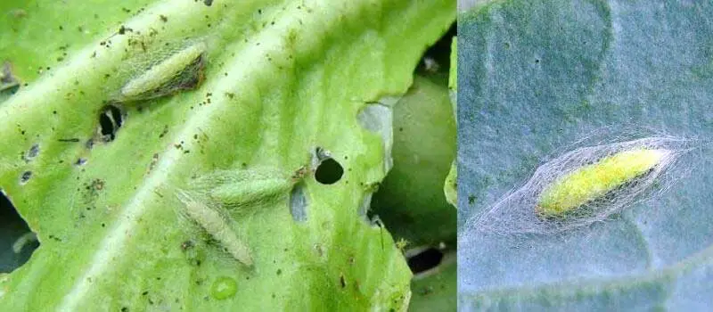 Thiocyclam Hydrogen Oxalate