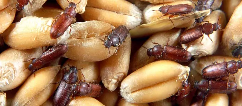 Pirimiphos-Methyl Pirimiphos-Methyl