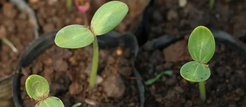 GA3 Gibberellic Acid