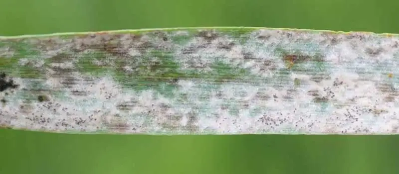 carbendazim carbendazim