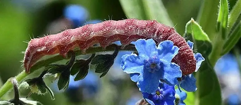 Emamectin Benzoate Emamectin Benzoate