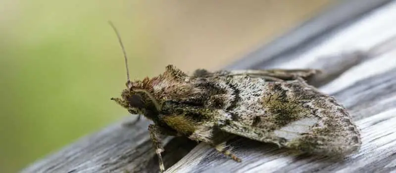 Thiocyclam Hydrogen Oxalate Thiocyclam Hydrogen Oxalate