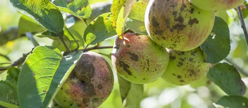 Carbendazim Mancozeb Carbendazim Mancozeb