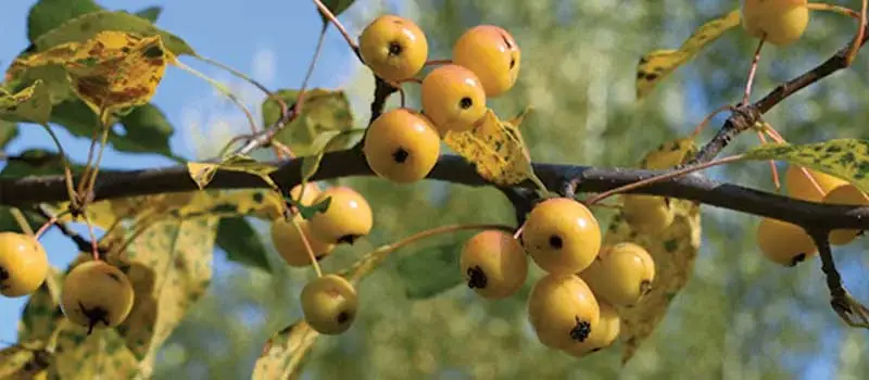 Hexaconazole Hexaconazole