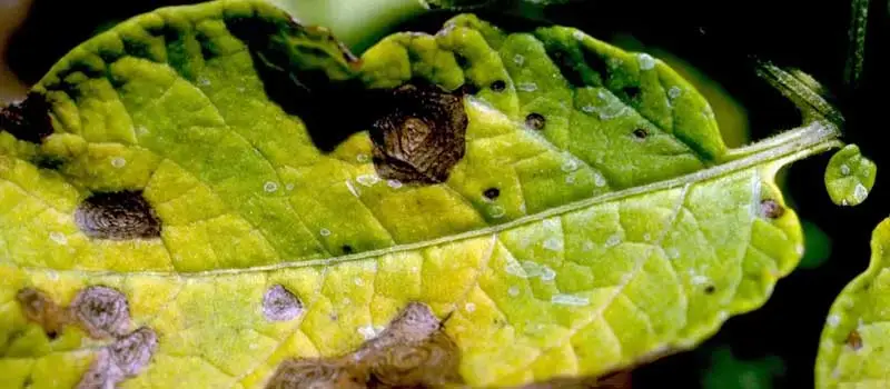 Carbendazim Mancozeb Carbendazim Mancozeb