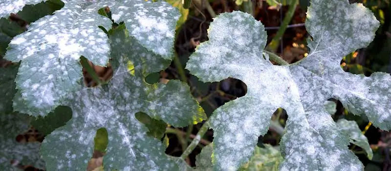 azoxystrobin tebuconazole