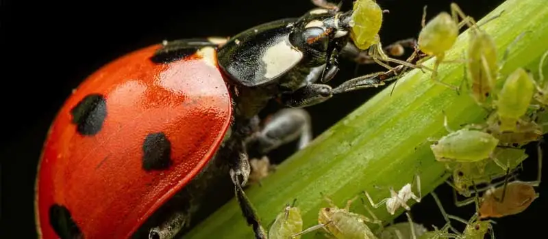 Thiocyclam Hydrogen Oxalate