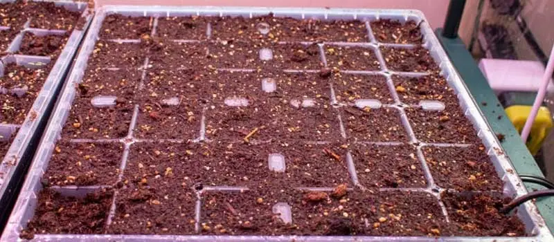 GA3 Gibberellic Acid