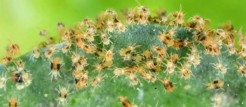 Chlorfenapyr Chlorfenapyr