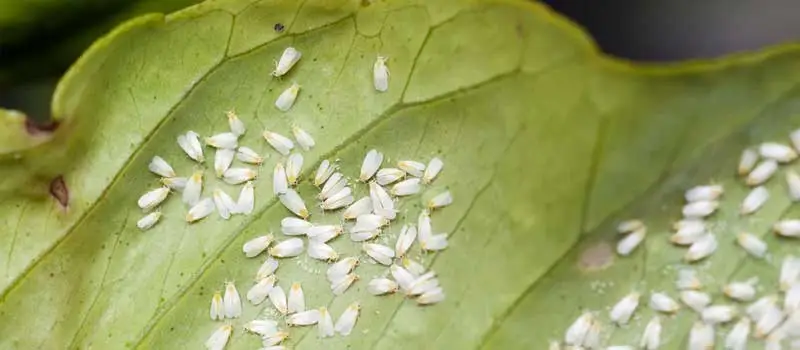 lambda-cyhalothrin lambda-cyhalothrin