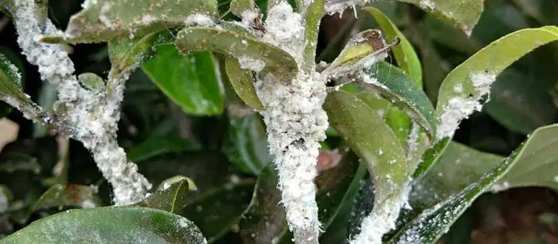 Pymetrozine Pymetrozine