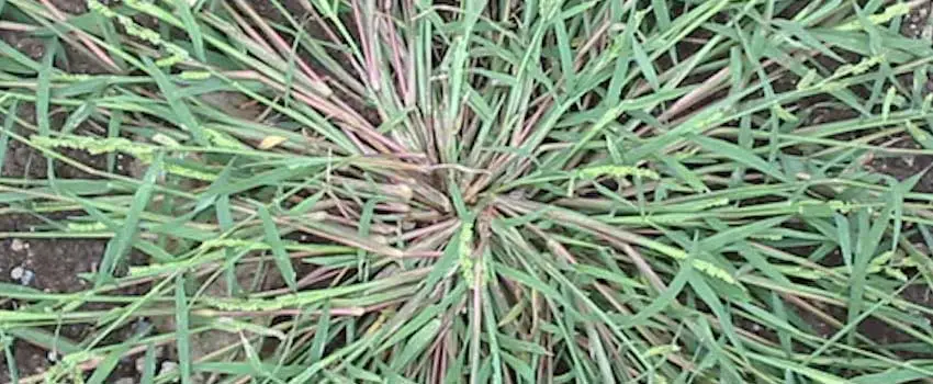 Fenoxaprop-p-ethyl Fenoxaprop-p-ethyl