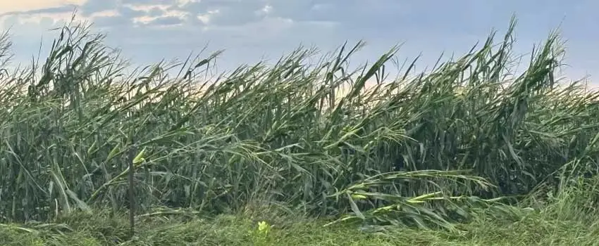 Chlormequat Chloride