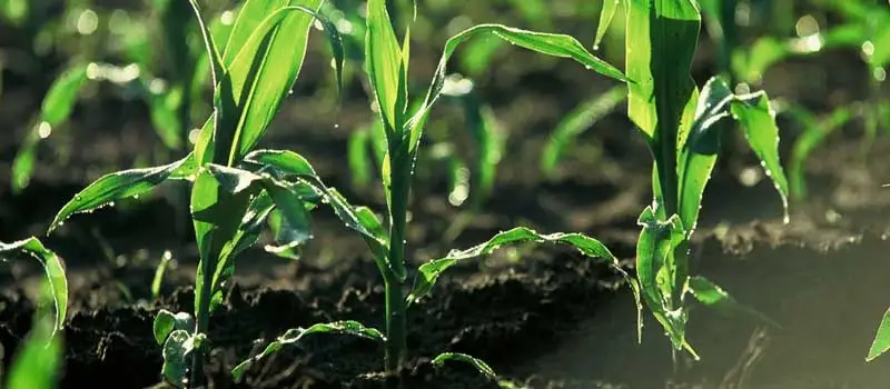 Chlormequat Chloride Chlormequat Chloride