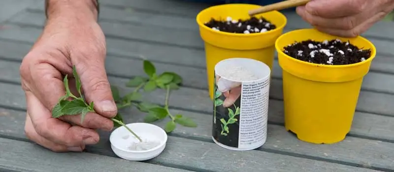 GA3 gibberellic acid GA3 gibberellic acid