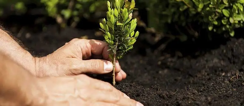 Chlormequat chloride Chlormequat chloride