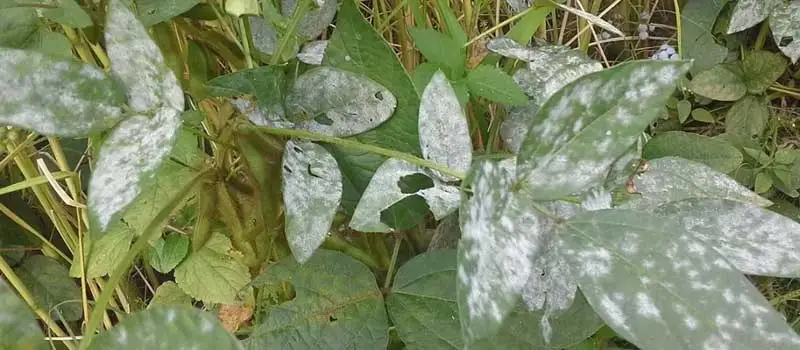 azoxystrobin azoxystrobin