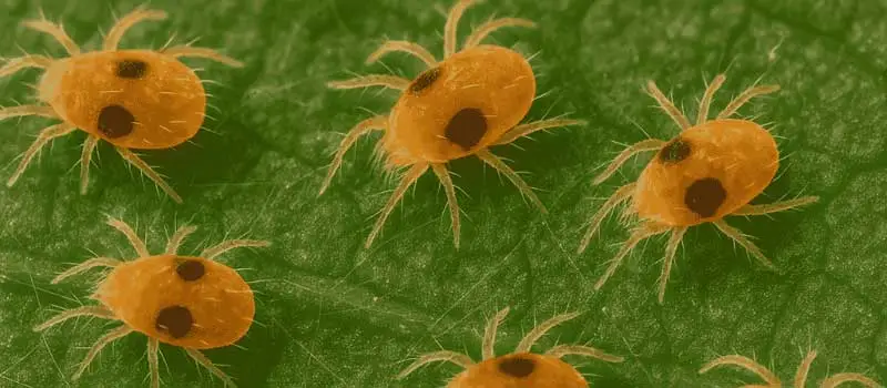 Chlorfenapyr Chlorfenapyr