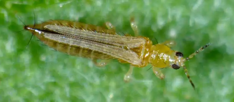 Thiocyclam hydrogen oxalate Thiocyclam hydrogen oxalate