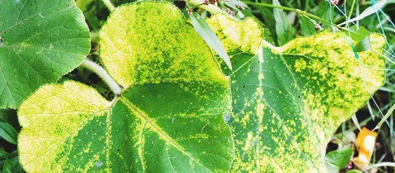 Azoxystrobin Azoxystrobin