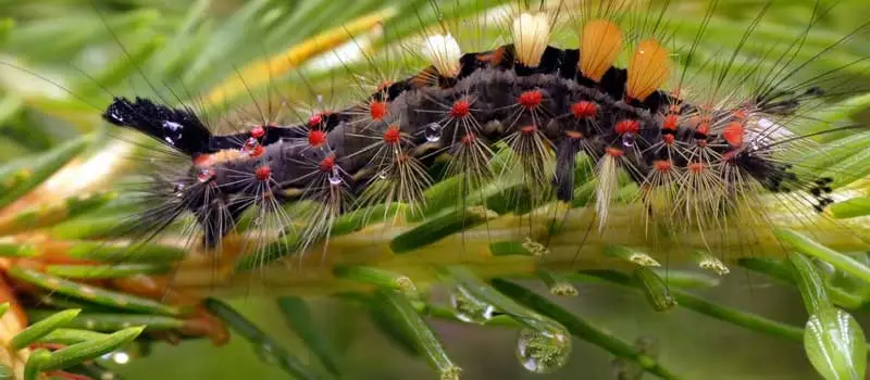 Bacillus Thuringiensis