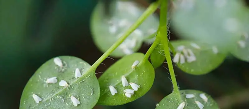 Pymetrozine Pymetrozine