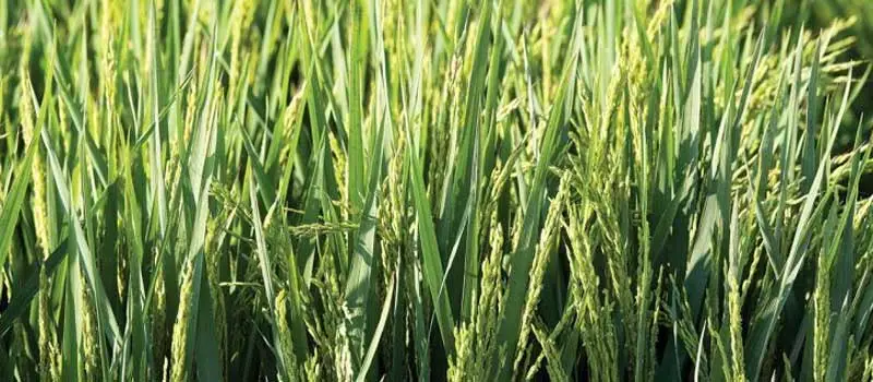 Hexaconazole Hexaconazole